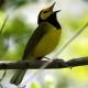 hoodedwarbler28