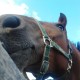 Horse98