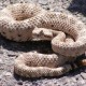 User avatar for canadianrattlesnake
