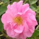 gardenclubofcyprus.com