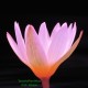 Cryptocoryne Cordata Rosanervig |