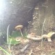 January | 2014 | Shortcut to Mushrooms