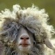 Yelling Goats Go Viral | The Blaaag: Crazy Loveable Awesome Goats Avatar