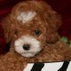 Bow wow clearance babies puppy mill