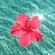 chasetherainbows.com favicon
