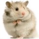 hamster malang | malang hamster | jenis hamster | kandang hamster