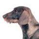 Lyndarlea dachshunds 2025