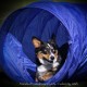 Cesar millan dog treat recipe cheap